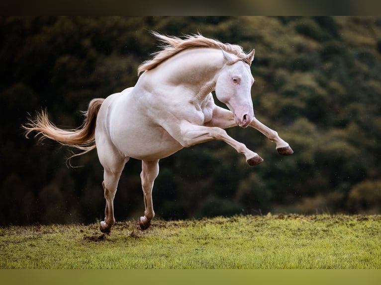American Quarter Horse Stallion 12 years 14,2 hh Champagne in Weinähr