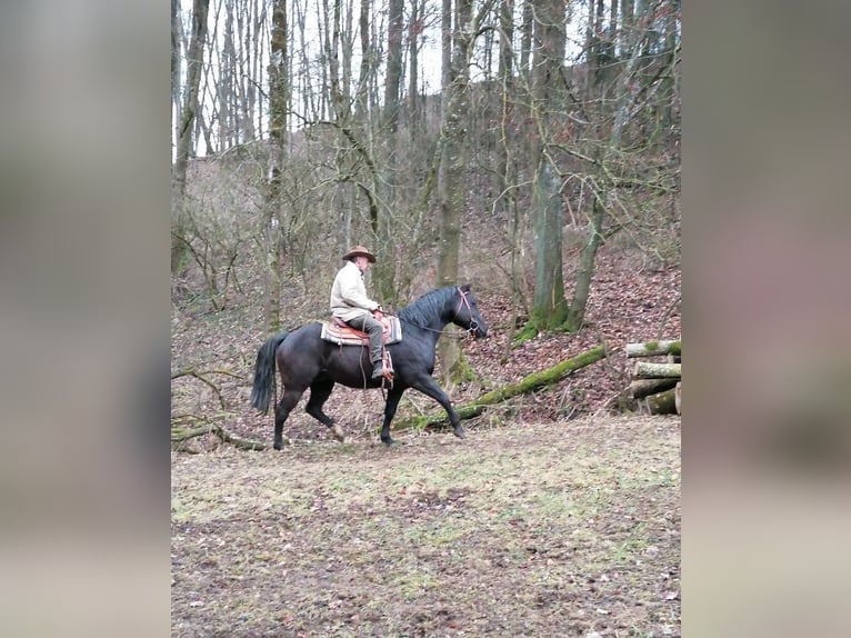 American Quarter Horse Stallion 17 years 14,3 hh Black in Wettringen