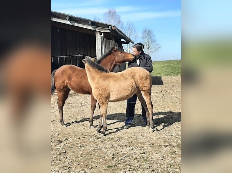 American Quarter Horse Stallion 17 years 14,3 hh Black in Wettringen
