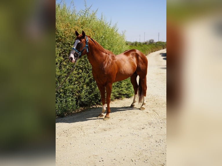 American Quarter Horse Stallion 17 years 15 hh Chestnut in Corona