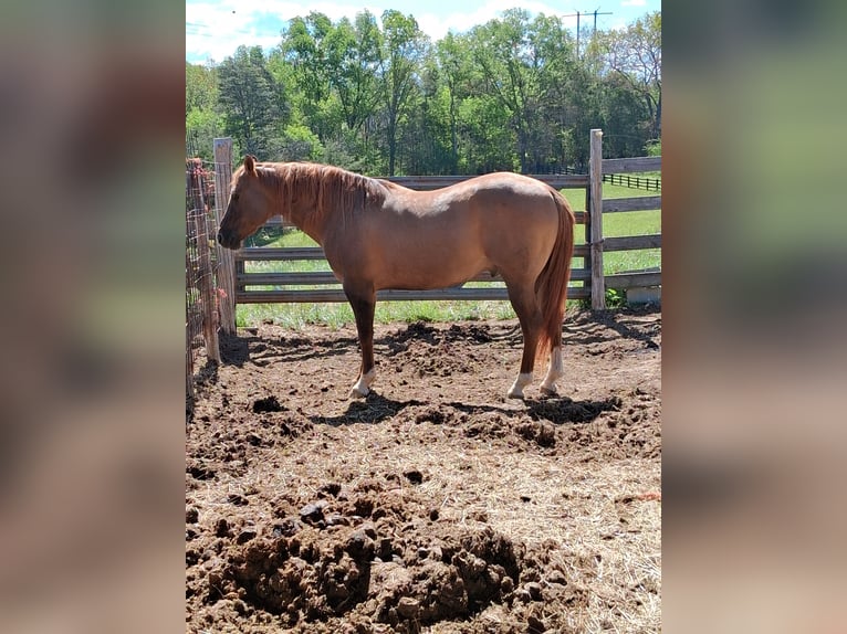 American Quarter Horse Stallion 19 years 15 hh Red Dun in Stephens City