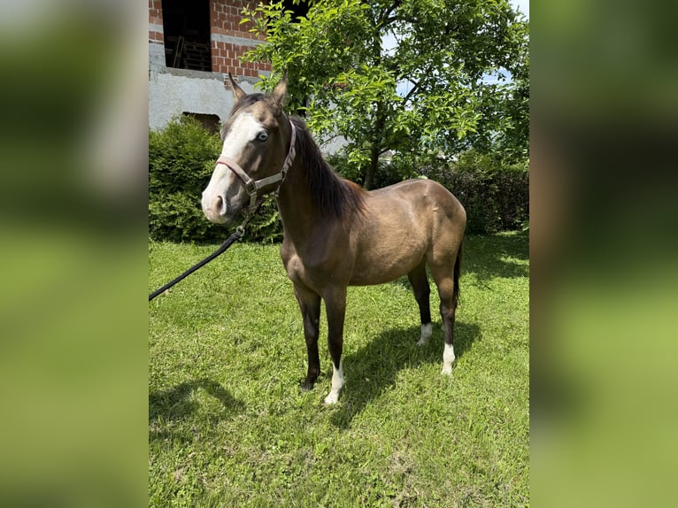 American Quarter Horse Stallion 1 year 12,2 hh Buckskin in Ljubljana