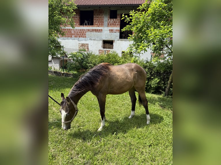 American Quarter Horse Stallion 1 year 12,2 hh Buckskin in Ljubljana