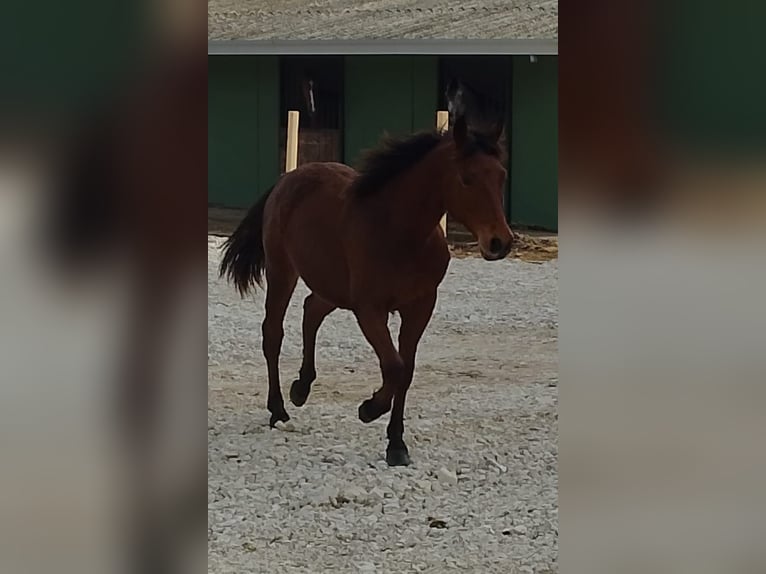 American Quarter Horse Stallion 1 year 13,2 hh Bay in chieti