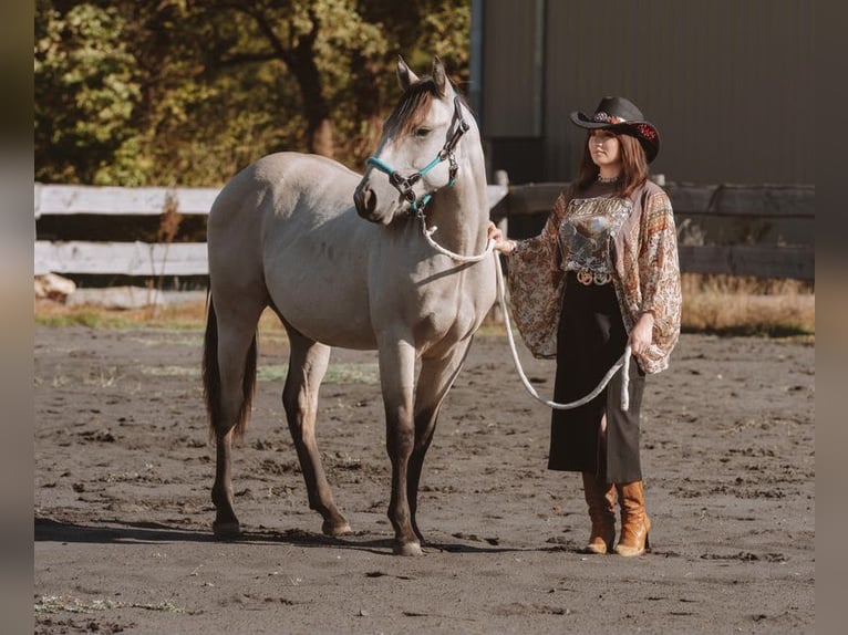 American Quarter Horse Stallion 1 year 13.2 hh Buckskin in Montmorillon