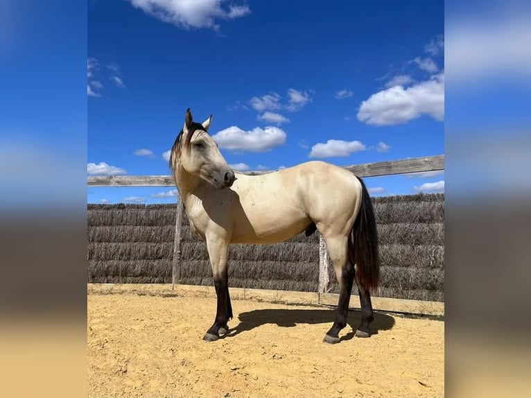 American Quarter Horse Stallion 1 year 13.2 hh Buckskin in Montmorillon