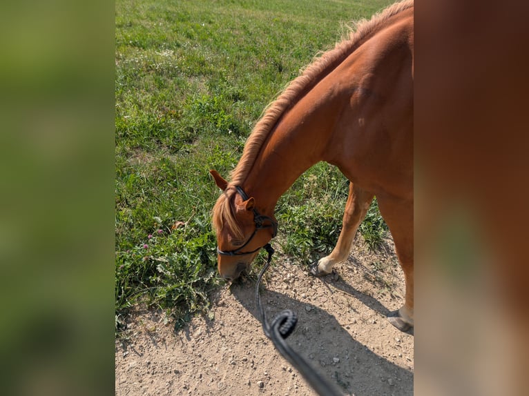 American Quarter Horse Stallion 1 year 13.2 hh Chestnut-Red in Bruchweiler