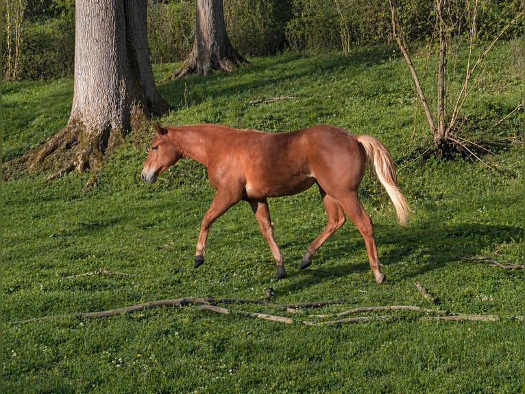 American Quarter Horse Stallion 1 year 13.2 hh Chestnut-Red in Bruchweiler