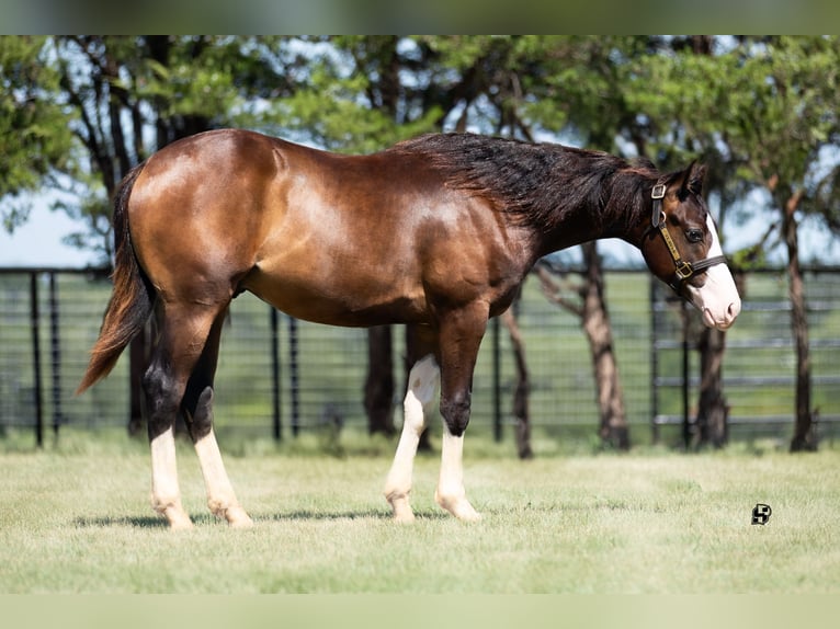 American Quarter Horse Stallion 1 year 13,3 hh Brown in Whitesboro, TX