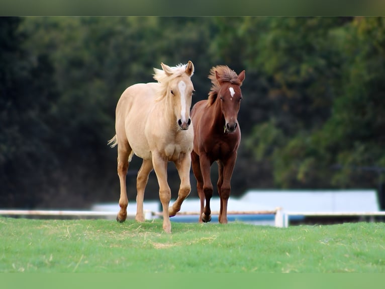 American Quarter Horse Stallion 1 year 13 hh Palomino in Wayne