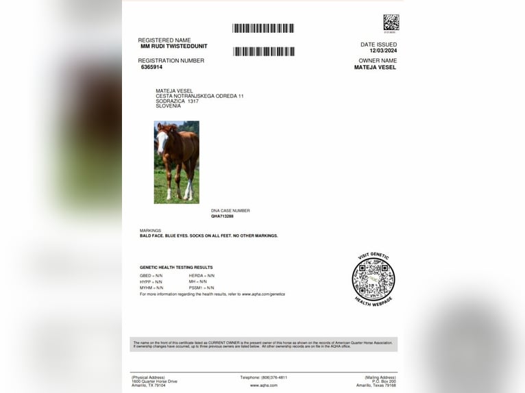 American Quarter Horse Stallion 1 year 14,1 hh Bay-Dark in SODRAZICA