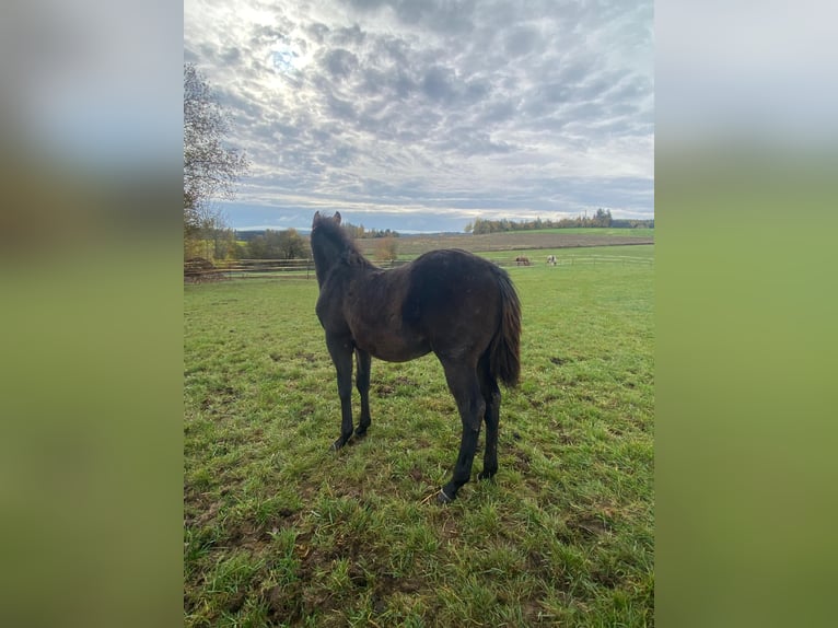 American Quarter Horse Stallion 1 year 14,1 hh Bay-Dark in Erbendorf