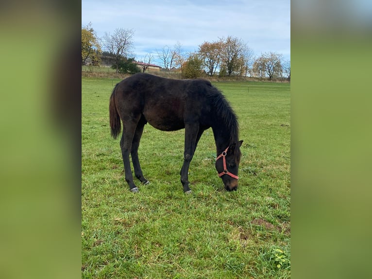 American Quarter Horse Stallion 1 year 14,1 hh Bay-Dark in Erbendorf