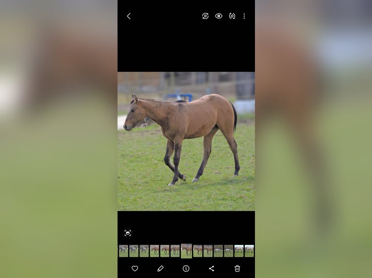 American Quarter Horse Stallion 1 year 14.1 hh Dun in Kirchberg