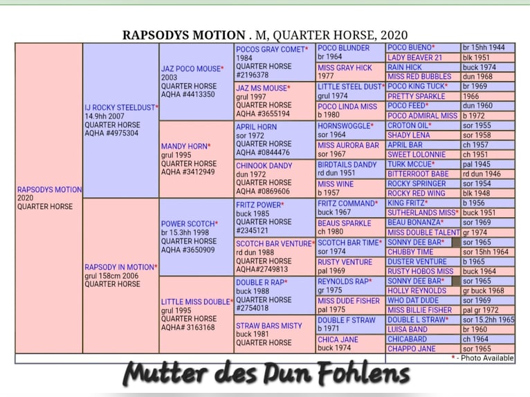 American Quarter Horse Stallion 1 year 14.1 hh Dun in Kirchberg