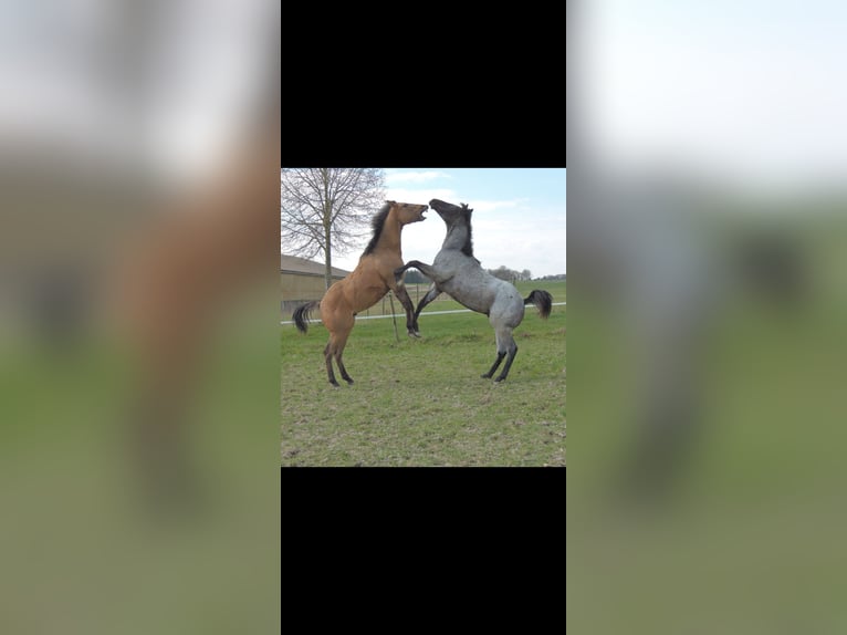 American Quarter Horse Stallion 1 year 14.1 hh Roan-Blue in Kirchberg