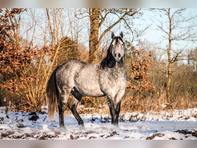 American Quarter Horse Stallion 1 year 14.2 hh Brown Falb mold in Neumünster