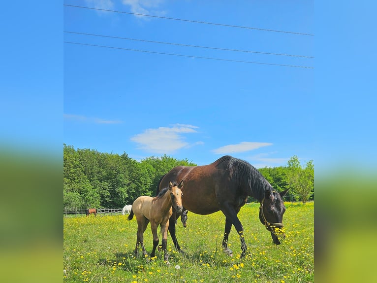 American Quarter Horse Stallion 1 year 14,2 hh Brown Falb mold in Amorbach