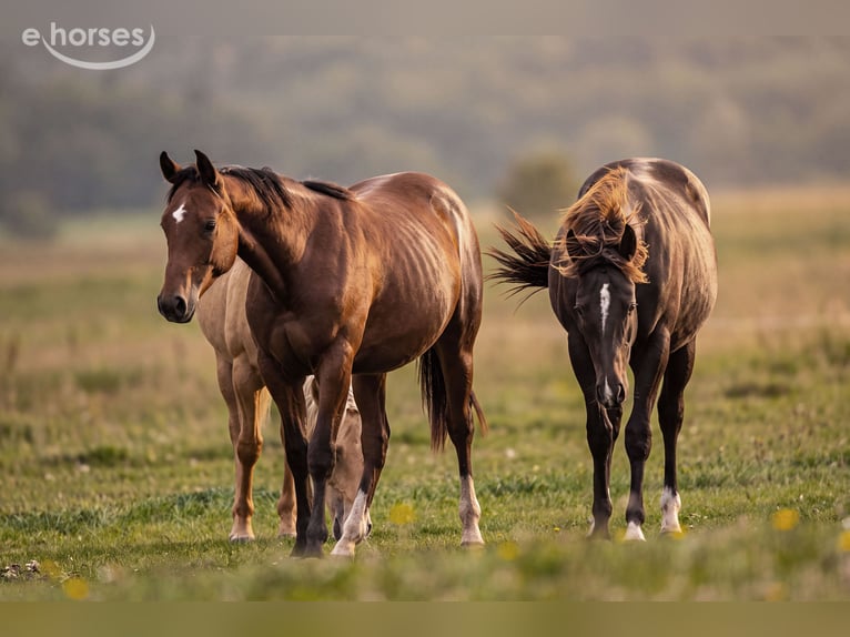 American Quarter Horse Stallion 1 year 14.2 hh Brown in Dietenheim