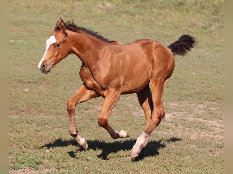 American Quarter Horse Stallion 1 year 14,2 hh Brown in Waldshut-Tiengen