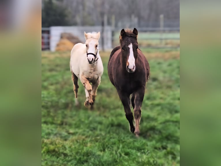 American Quarter Horse Stallion 1 year 14.2 hh Brown in Betekom