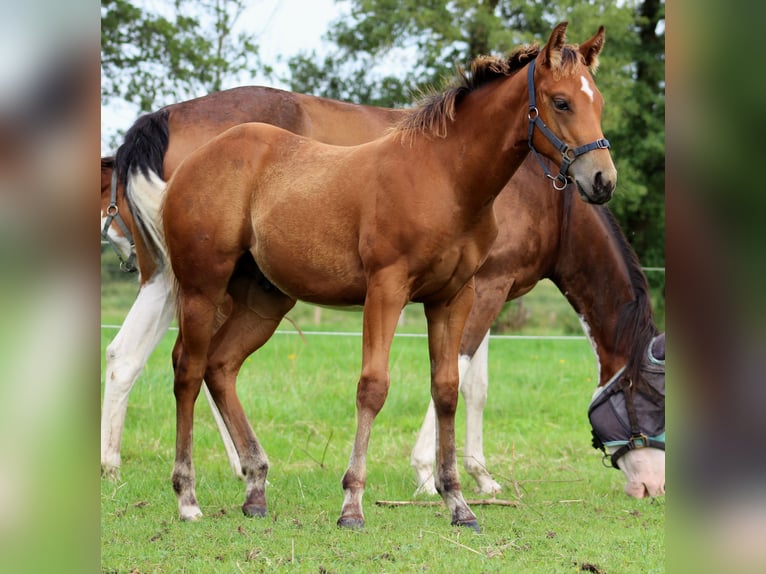 American Quarter Horse Stallion 1 year 14,2 hh Brown in Stade