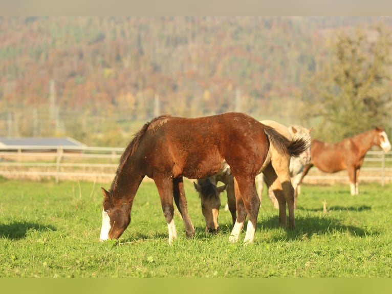 American Quarter Horse Stallion 1 year 14,2 hh Brown in Waldshut-Tiengen