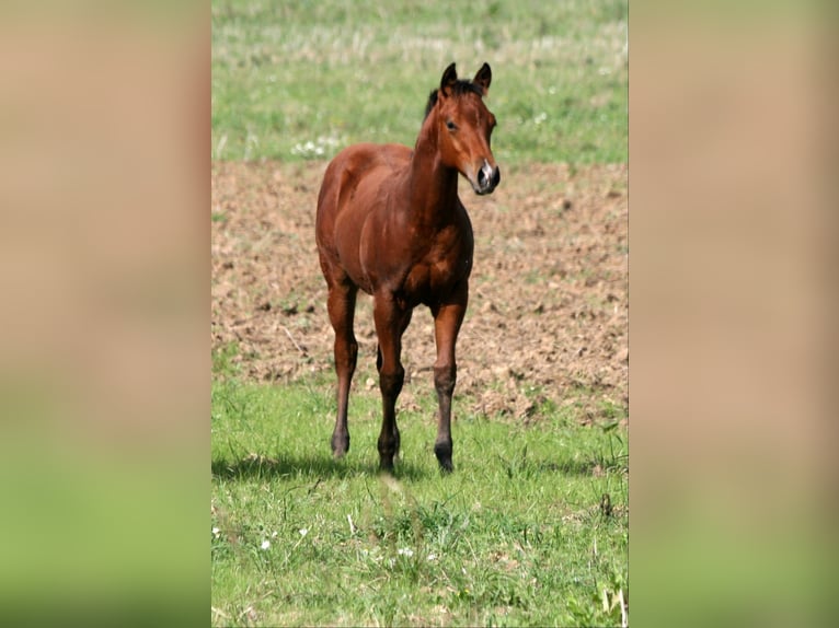American Quarter Horse Stallion 1 year 14,2 hh Brown in Bonn