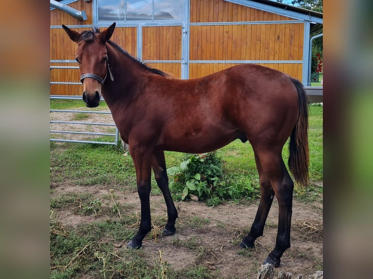 American Quarter Horse Stallion 1 year 14,2 hh Brown in Naumburg