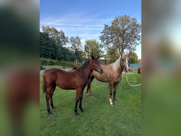 American Quarter Horse Stallion 1 year 14,2 hh Brown in Naumburg