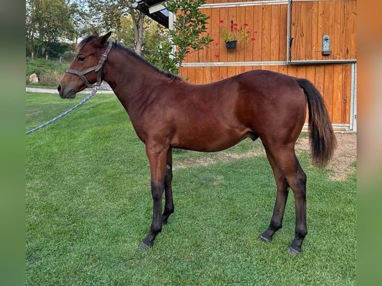 American Quarter Horse Stallion 1 year 14,2 hh Brown in Naumburg