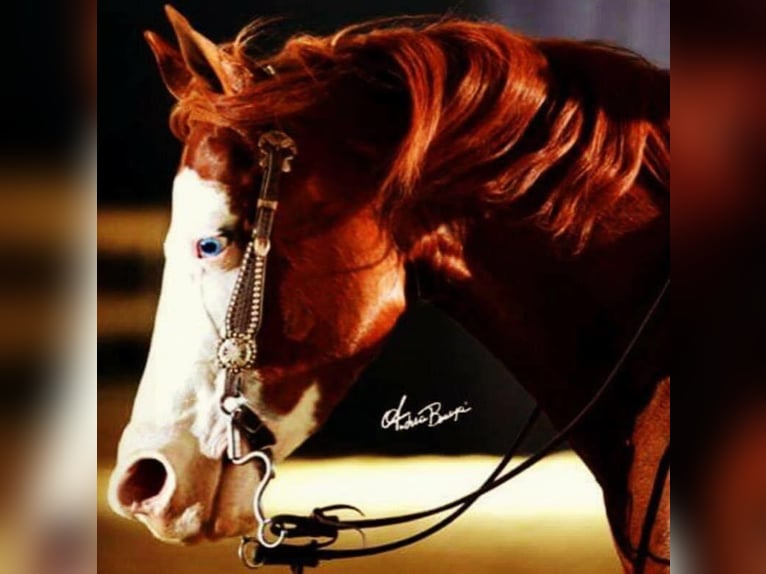 American Quarter Horse Stallion 1 year 14,2 hh Chestnut-Red in Mellingen