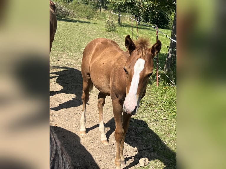 American Quarter Horse Stallion 1 year 14,2 hh Chestnut-Red in Mellingen