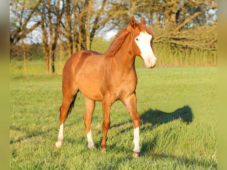 American Quarter Horse Stallion 1 year 14.2 hh Chestnut-Red in Celle