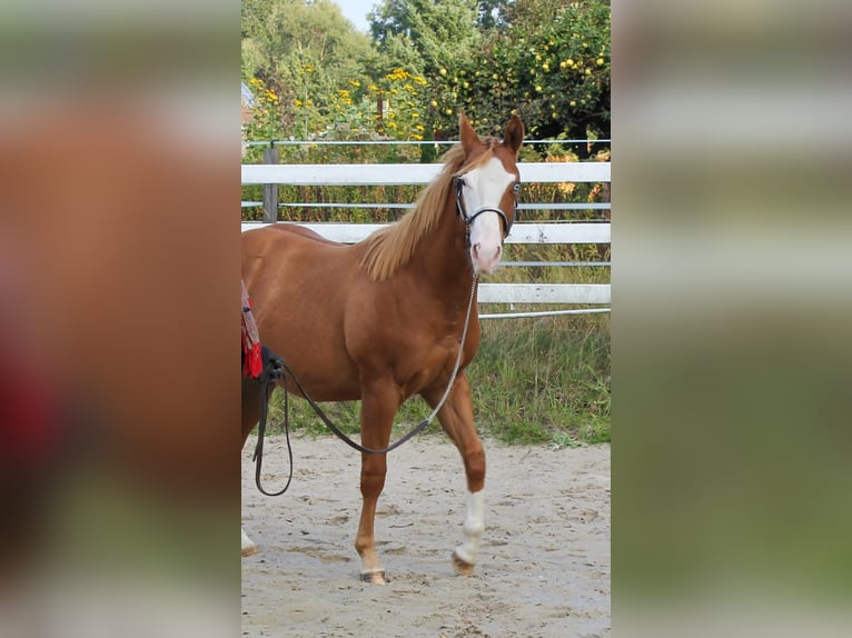 American Quarter Horse Stallion 1 year 14.2 hh Chestnut-Red in Celle
