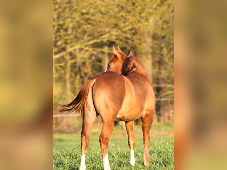American Quarter Horse Stallion 1 year 14.2 hh Chestnut-Red in Celle