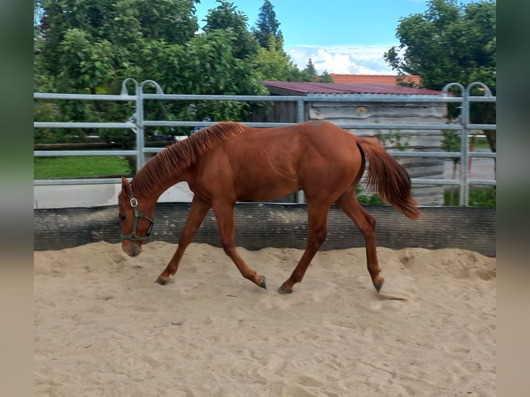 American Quarter Horse Stallion 1 year 14,2 hh Chestnut-Red in Harth-Pöllnitz