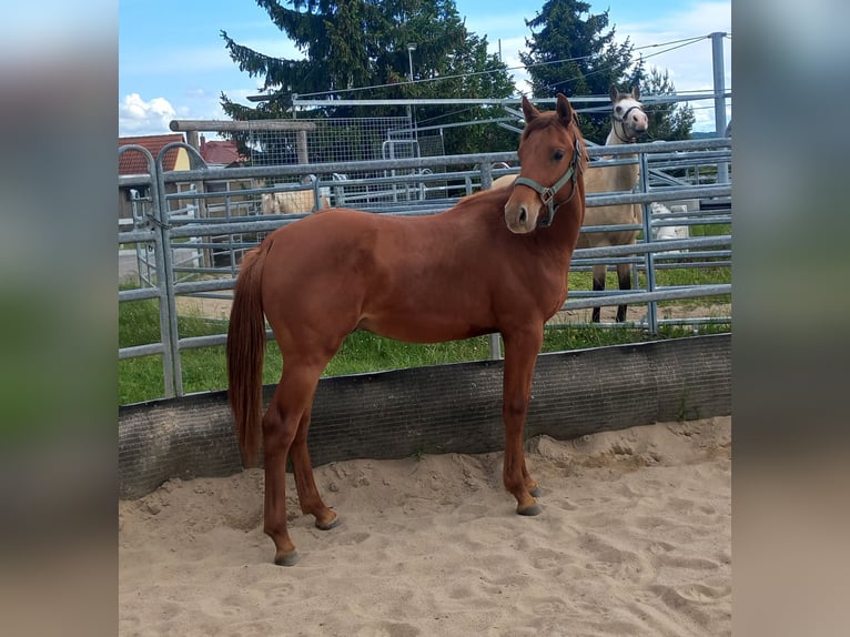 American Quarter Horse Stallion 1 year 14,2 hh Chestnut-Red in Harth-Pöllnitz