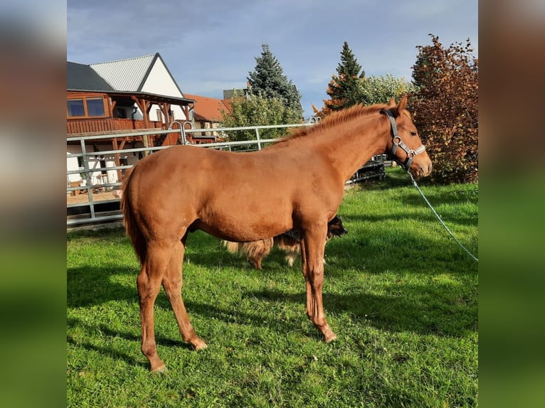 American Quarter Horse Stallion 1 year 14,2 hh Chestnut-Red in Harth-Pöllnitz