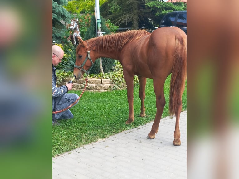 American Quarter Horse Stallion 1 year 14,2 hh Chestnut-Red in Harth-Pöllnitz