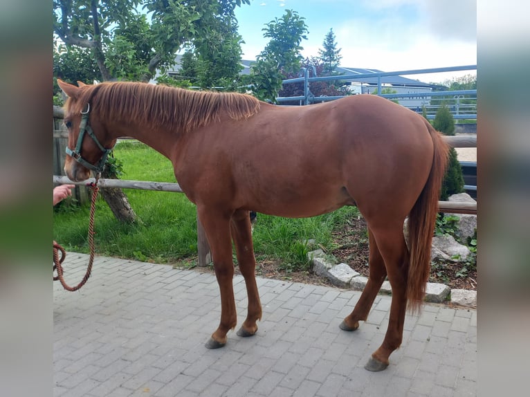 American Quarter Horse Stallion 1 year 14,2 hh Chestnut-Red in Harth-Pöllnitz