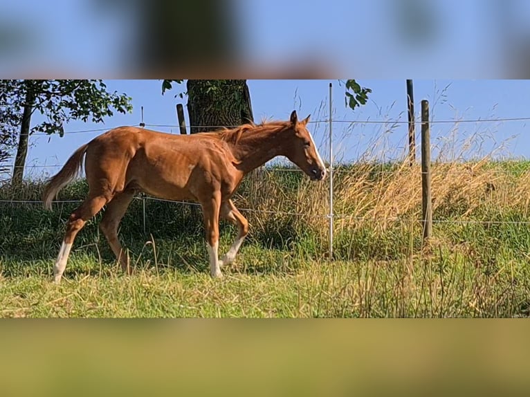 American Quarter Horse Stallion 1 year 14,2 hh Chestnut-Red in Langenbach