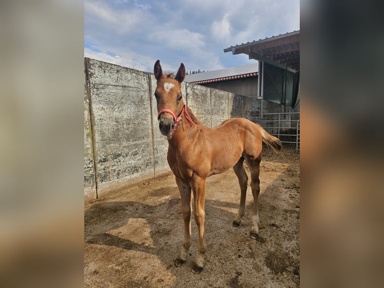 American Quarter Horse Stallion 1 year 14.2 hh Chestnut-Red in Steinen