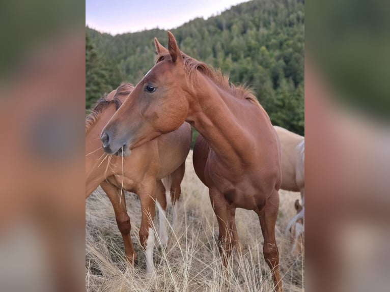American Quarter Horse Stallion 1 year 14.2 hh Chestnut-Red in Steinen