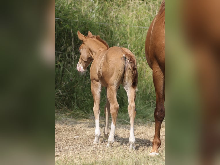 American Quarter Horse Stallion 1 year 14.2 hh Chestnut-Red in Celle
