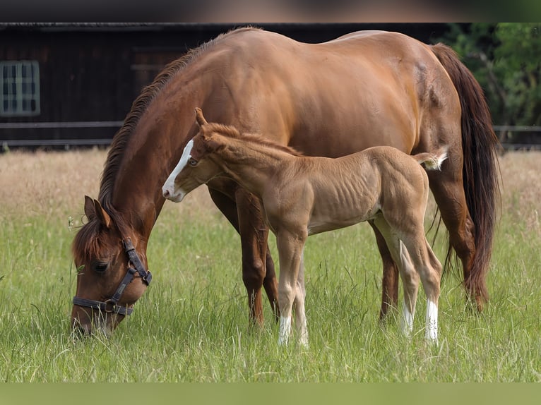American Quarter Horse Stallion 1 year 14.2 hh Chestnut-Red in Celle