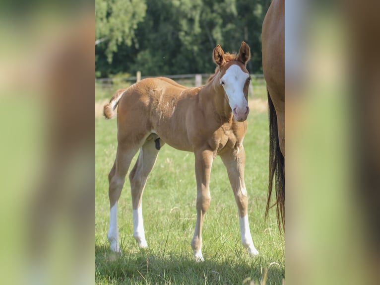 American Quarter Horse Stallion 1 year 14.2 hh Chestnut-Red in Celle