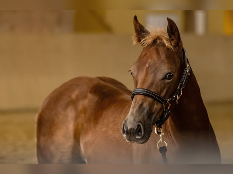 American Quarter Horse Stallion 1 year 14.2 hh Chestnut-Red in Allenbach
