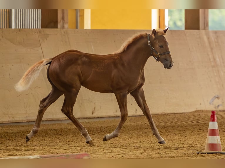 American Quarter Horse Stallion 1 year 14.2 hh Chestnut-Red in Allenbach
