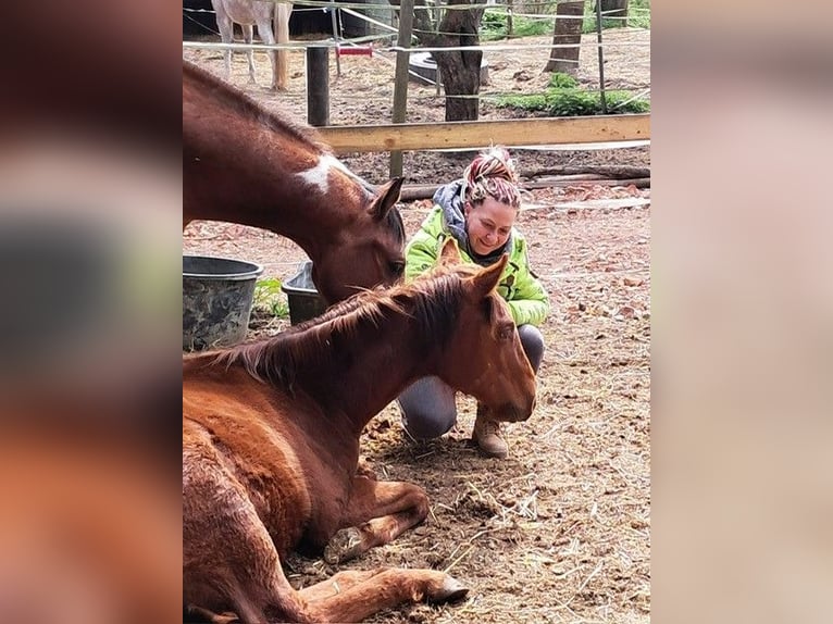 American Quarter Horse Stallion 1 year 14.2 hh Chestnut in Steinebrunn